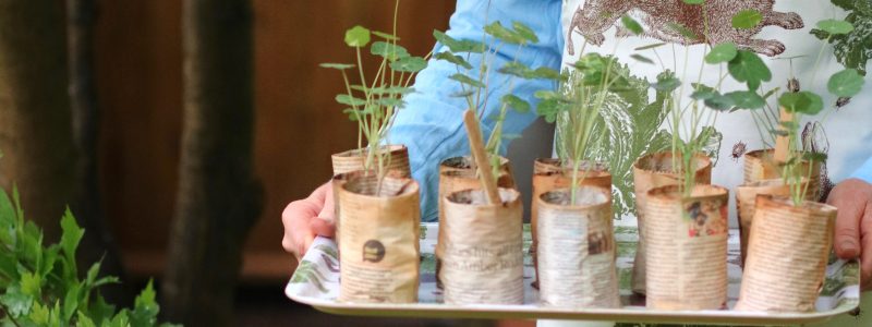 Thornback & Peel NASTURTIUM SEEDLINGS