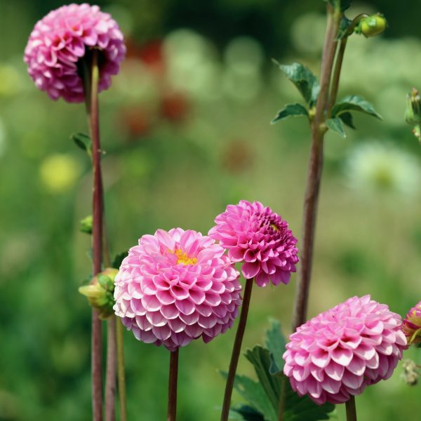 Thornback & Peel Chicken and Carnation