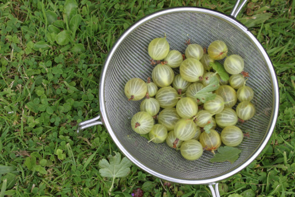 Gooseberries in a sieve