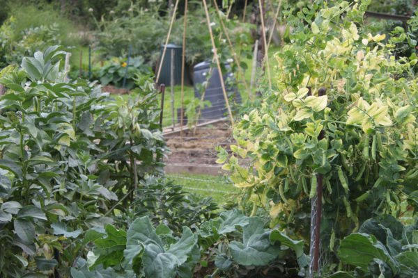 Peas and beans in the garden