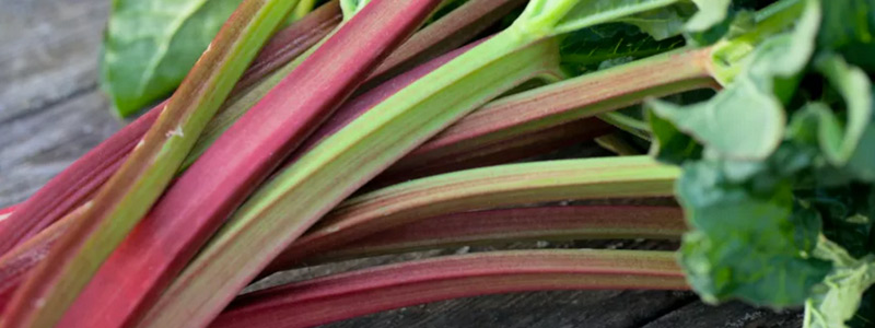 Fresh Rhubarb from Emma's garden